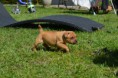 /album/galerie-de-photos-chiots/soleil-245-jpg/